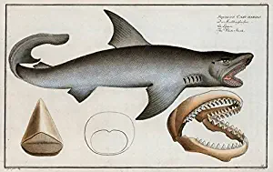 Imagekind Wall Art Print Entitled Vintage Illustration of A Great White Shark (1785) by Alleycatshirts @Zazzle | 24 x 15