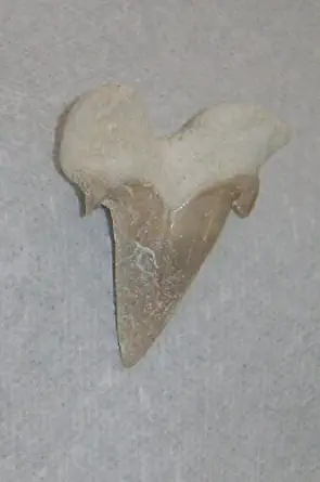 Fossilized Shark Tooth