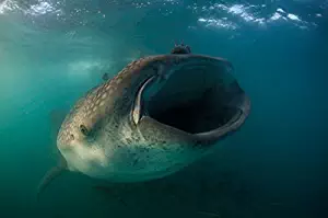 Posterazzi Poster Print Collection Feeding Whale Shark La Paz Mexico Todd Winner/Stocktrek Images, (34 x 22), Multicolored