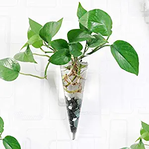 TOPmountain Wall-Mouted Glass Flower Vase,Cone-Shaped Hanging Vase Mini Water Plant Bottle Tank with A Non-Marking Nail