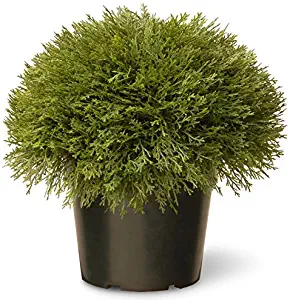 National Tree 15 Inch Juniper Bush in Green Pot (LCB4-700-15-1)