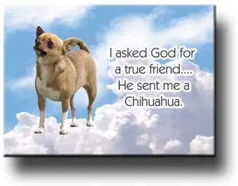 Chihuahua True Friend Fridge Magnet No 1