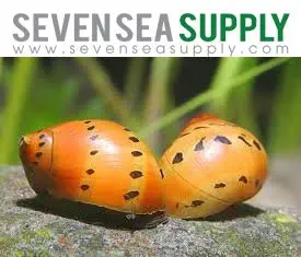 SevenSeaSupply 5 Live Tiger Nerite Fresh Water Aquarium Snails